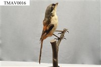 Rufous-backed Shrike Collection Image, Figure 4, Total 14 Figures